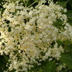 16052011271 16052011271 • <a style="font-size:0.8em;" href="http://www.flickr.com/photos/26384451@N06/6613352549/" target="_blank">View on Flickr</a>